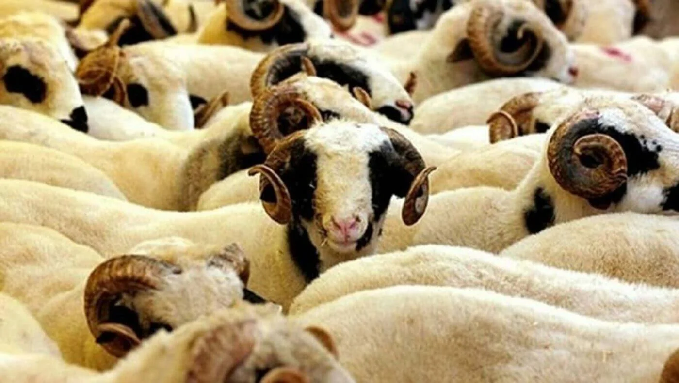 Afyon Adak Merkezi | Akika Kurbanı | Şükür Kurbanı | Afyon Adaklık Kurban